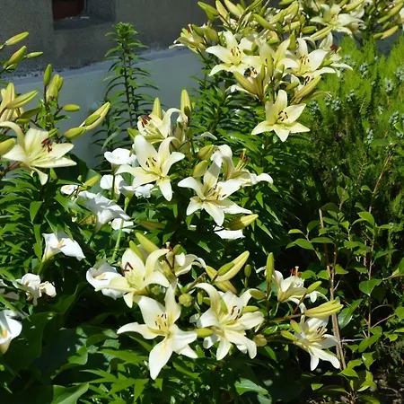 семейна къща “вълчеви” Къща за гости Китен