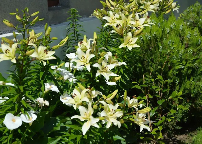 семейна къща “вълчеви” Πανσιόν Kiten (Burgas)